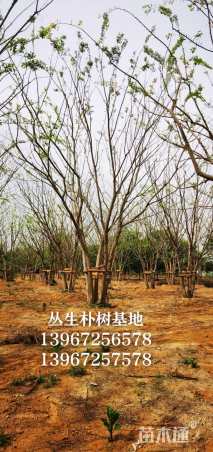 12公分(3杆)丛生朴树