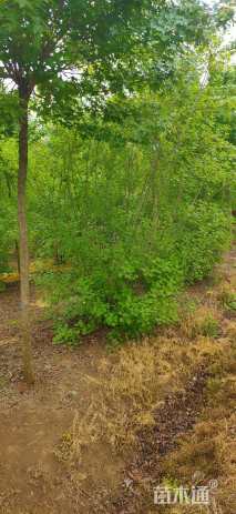 高度250厘米丛生黄栌