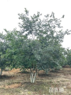 55公分(4杆)丛生朴树