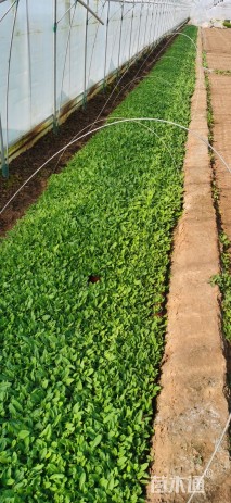 高度10厘米鼠尾草