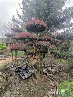 高度250厘米小叶女贞