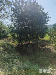 10公分丛生乌桕