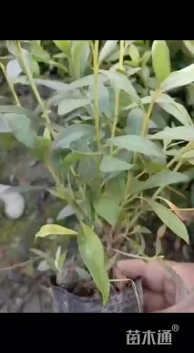 高度40厘米春鹃