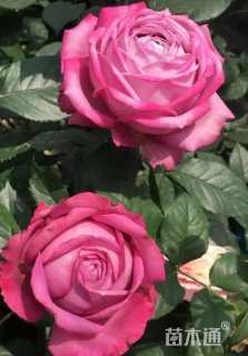 高度40厘米香水月季