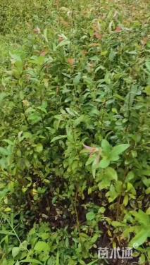 高度80厘米贴梗海棠