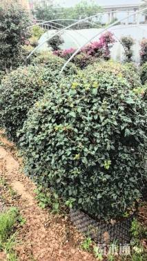 冠幅100厘米三角梅球