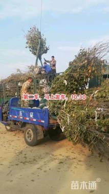 24公分普贤象樱花