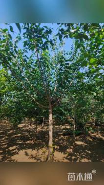 高度360厘米蜡梅