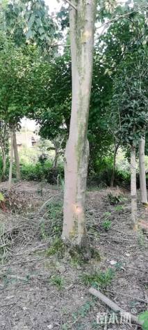 30公分美国红枫