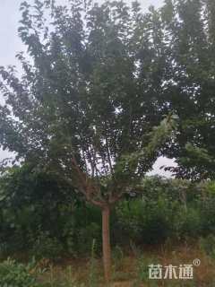 10公分高杆樱花