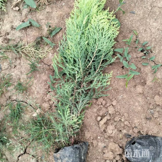 高度50厘米洒金柏小苗