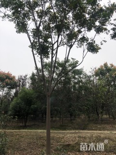 15公分栾树