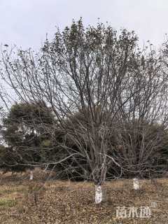 24公分绚丽海棠