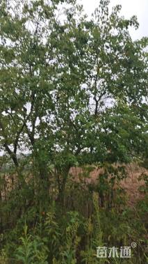 40公分(4杆)丛生朴树