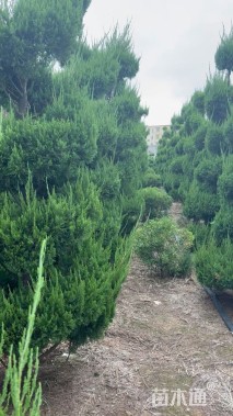 15公分造型龙柏