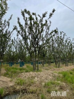 80公分丛生朴树