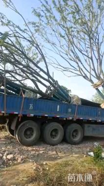 30公分(3杆)丛生朴树