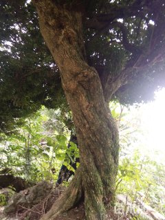 高度500厘米黄杨