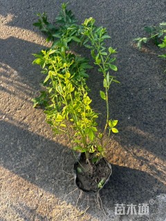 高度40厘米云南黄馨