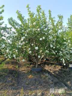 高度400厘米中华木绣球