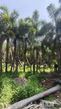 裸干高500厘米狐尾椰