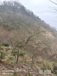 高度250厘米羽毛枫