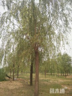 25公分垂柳