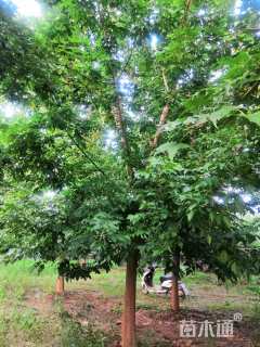 15公分金叶复叶槭