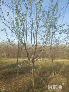 12公分暴马丁香