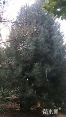 高度550厘米白皮松