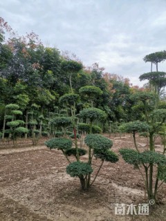 移栽苗造型小叶女贞