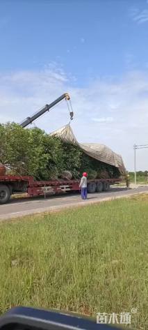 高度450厘米丛生胡柚
