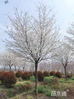 18公分高杆樱花