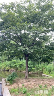 15公分榉树
