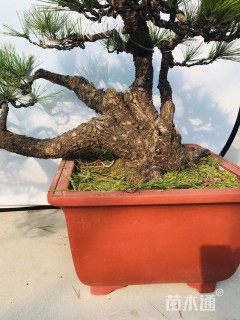 高度105厘米黑松