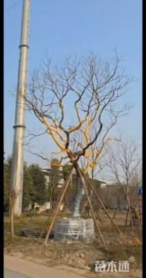 25公分低分支乌桕