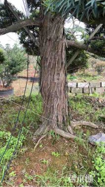 移栽苗造型罗汉松