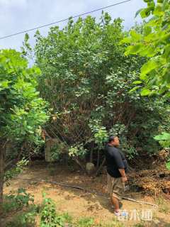 高度600厘米丛生黄栌