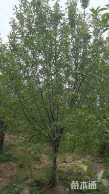 15公分日本晚樱