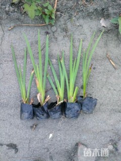 高度35厘米西伯利亚鸢尾