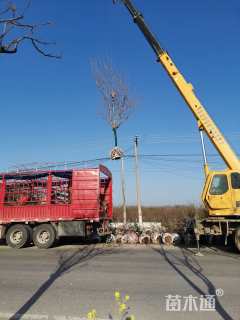 10公分日本晚樱