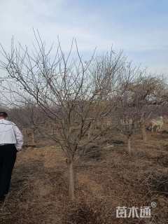 12公分垂丝海棠