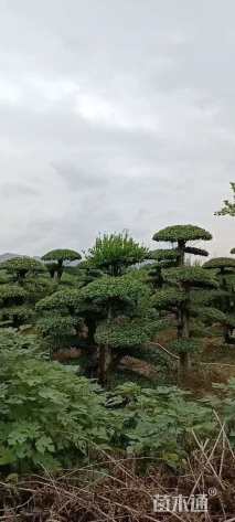 35公分对节白蜡