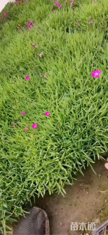 高度20厘米欧石竹