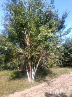 高度600厘米丛生五角枫