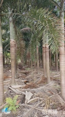 裸干高450厘米狐尾椰