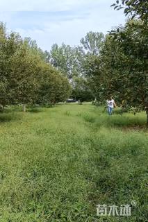 18公分绚丽海棠