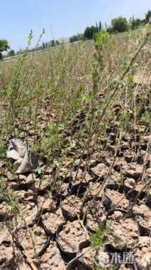 高度80厘米柠条