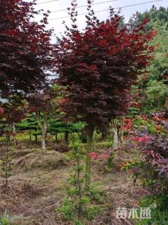 20公分美国红枫