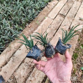 高度13厘米玉龙草